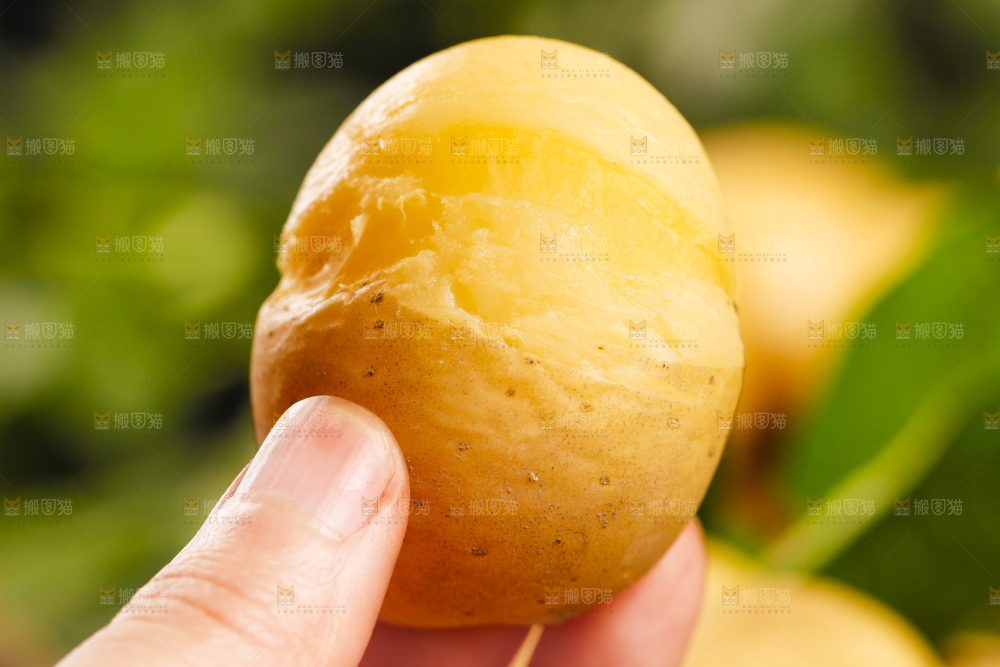 手里拿着小土豆