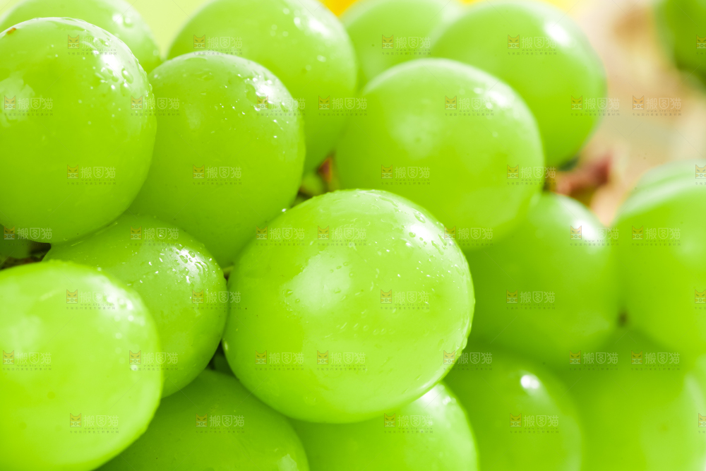 阳光玫瑰