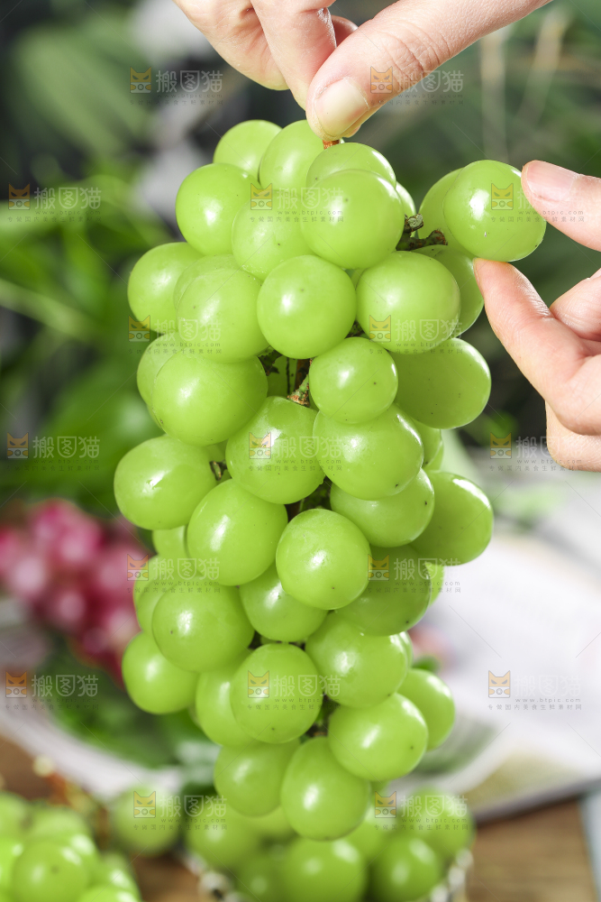 手里拿着无籽青提