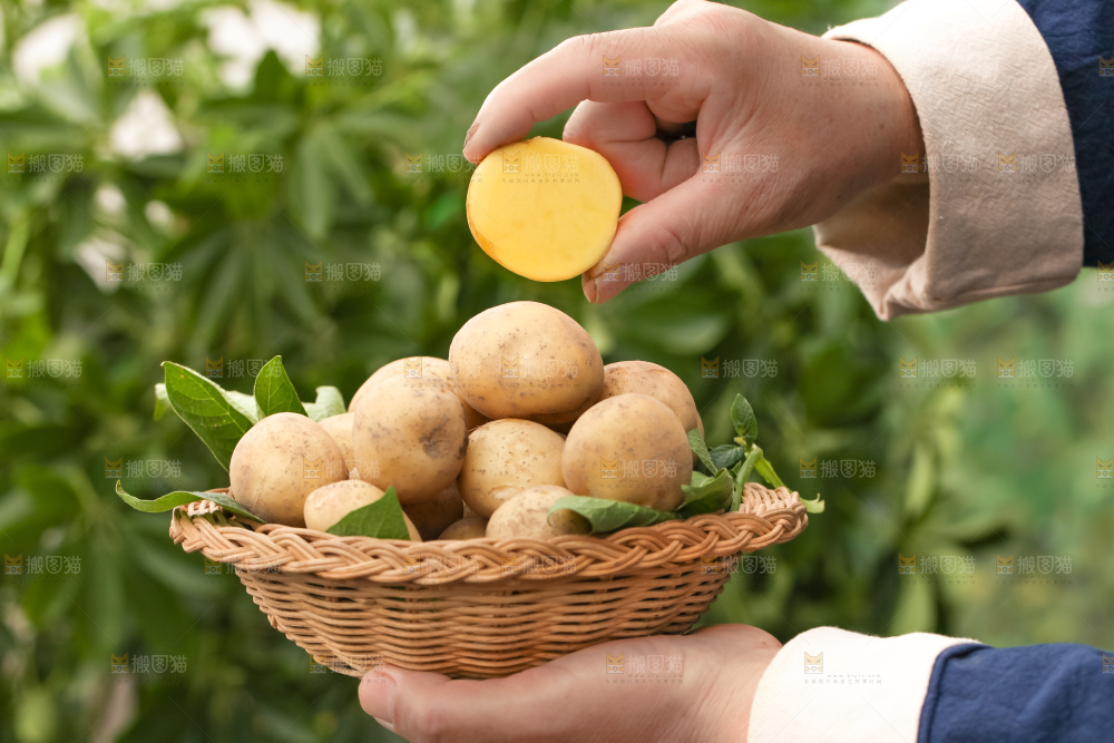 手里拿着云南小土豆
