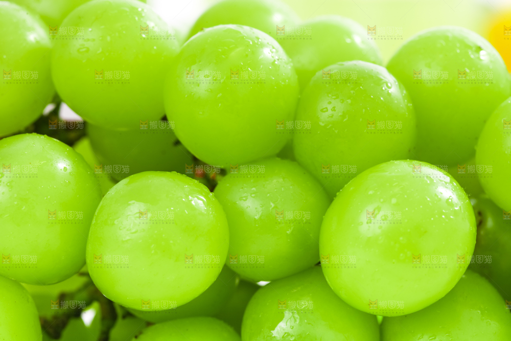 阳光玫瑰