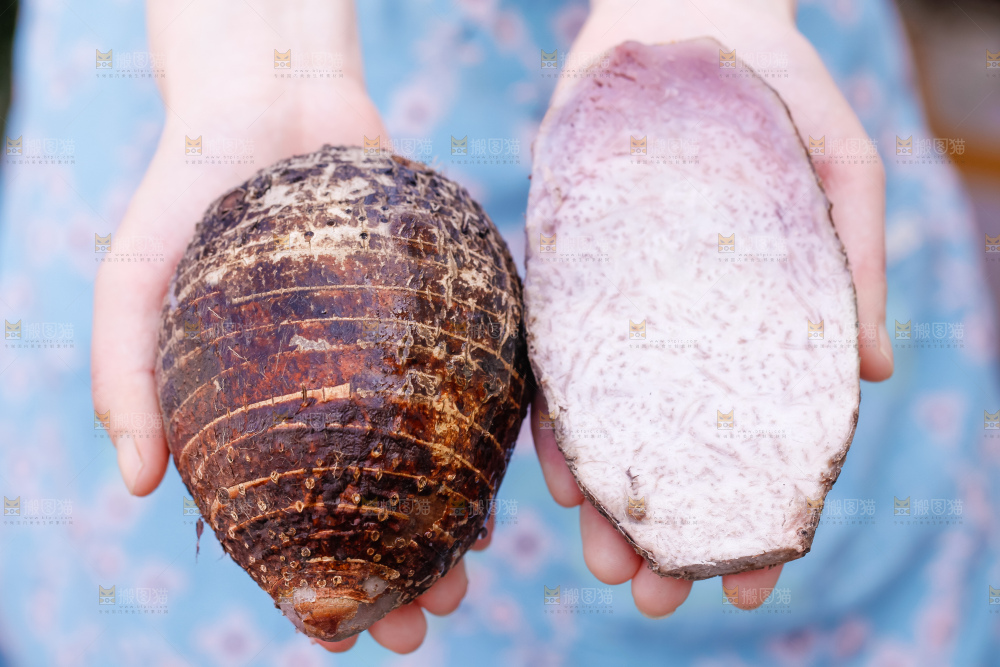手里拿着紫藤芋头