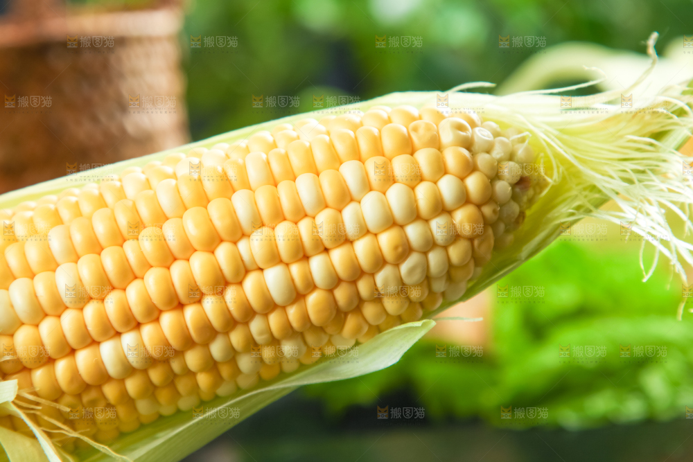 一根花玉米