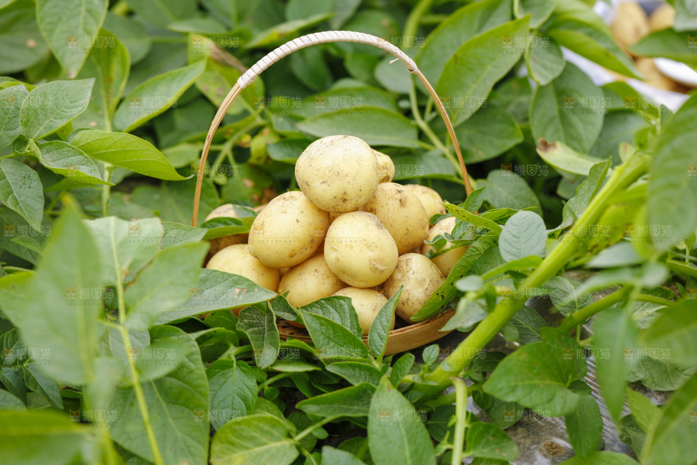 竹篮里装着土豆