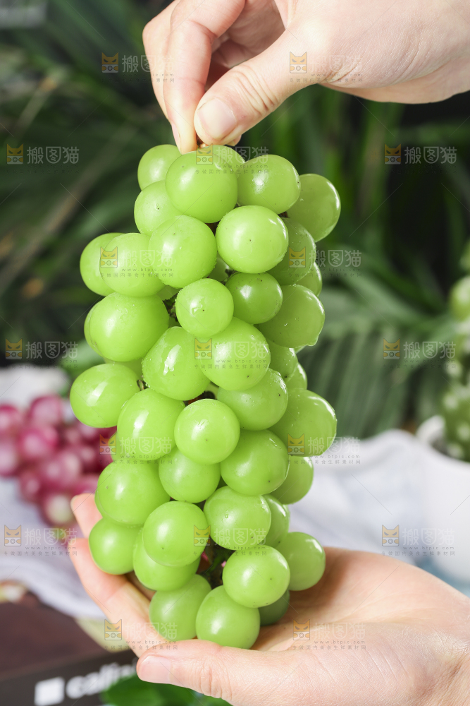手里拿着无籽青提