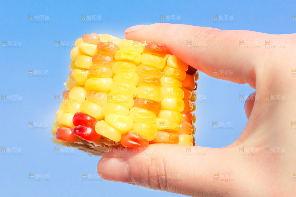 花糯玉米熟