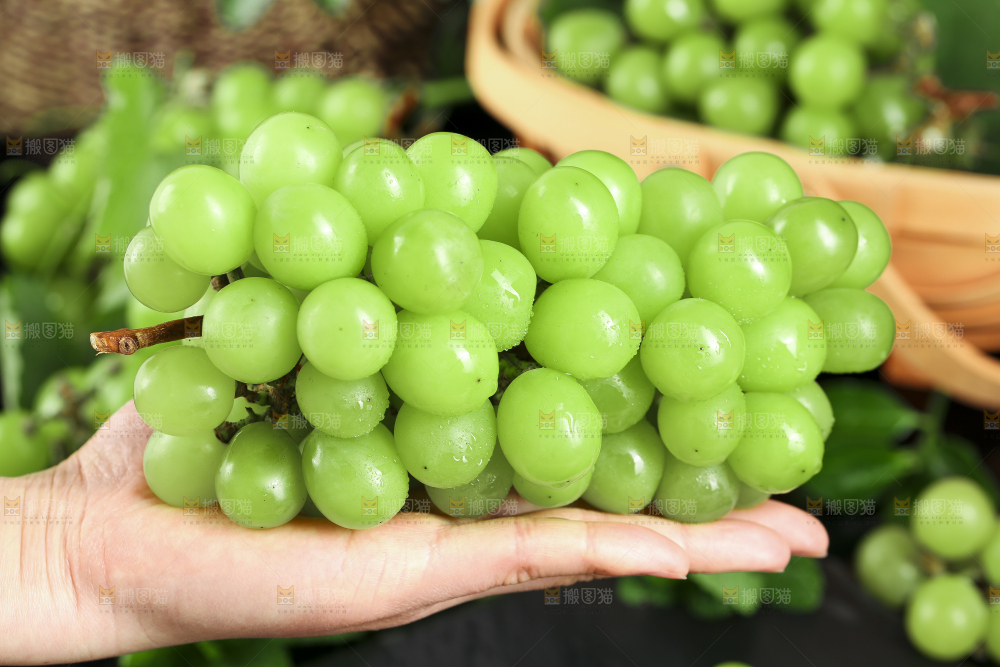 手里拿着无籽青提
