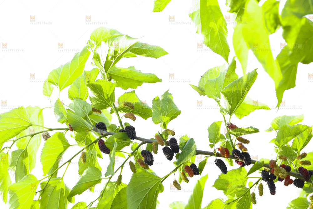 树上的桑葚