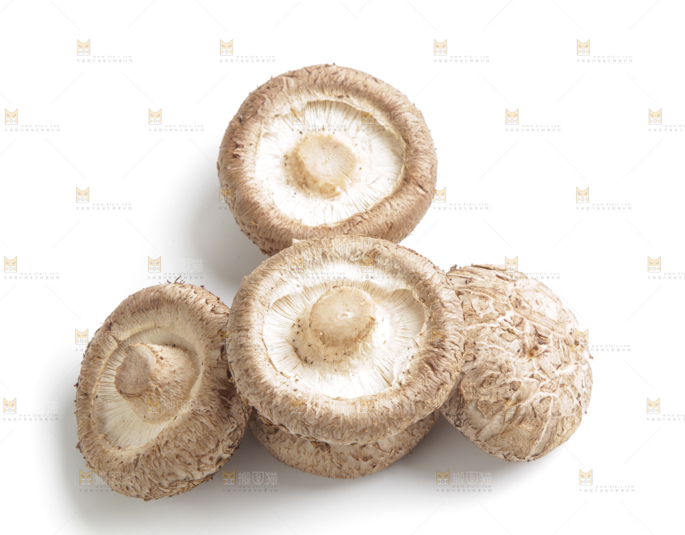 白底上的花菇