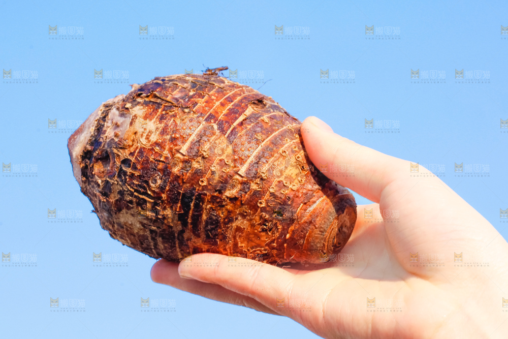 手里拿着紫藤芋头