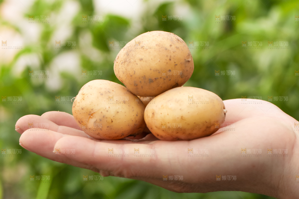 手里拿着云南小土豆