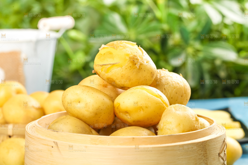 竹笼里的小土豆