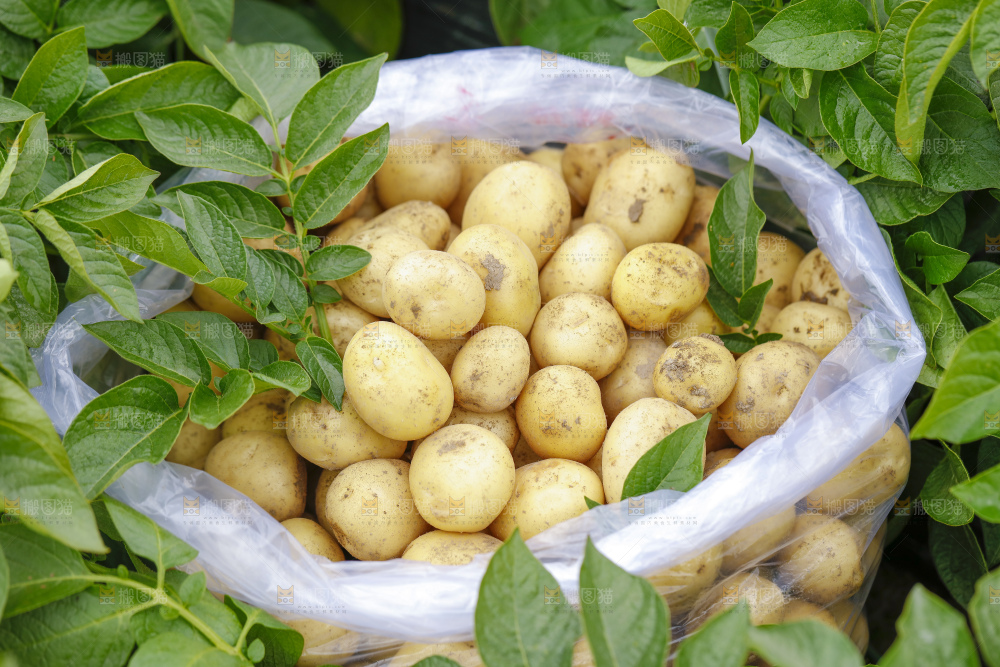 袋子里装着土豆