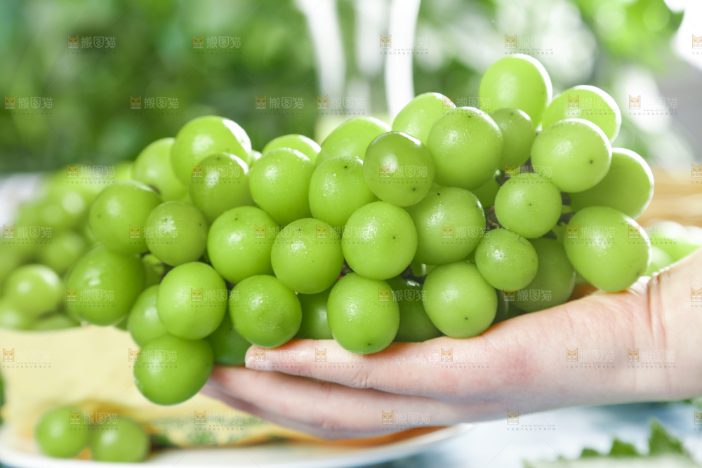 手里拿着香印青提