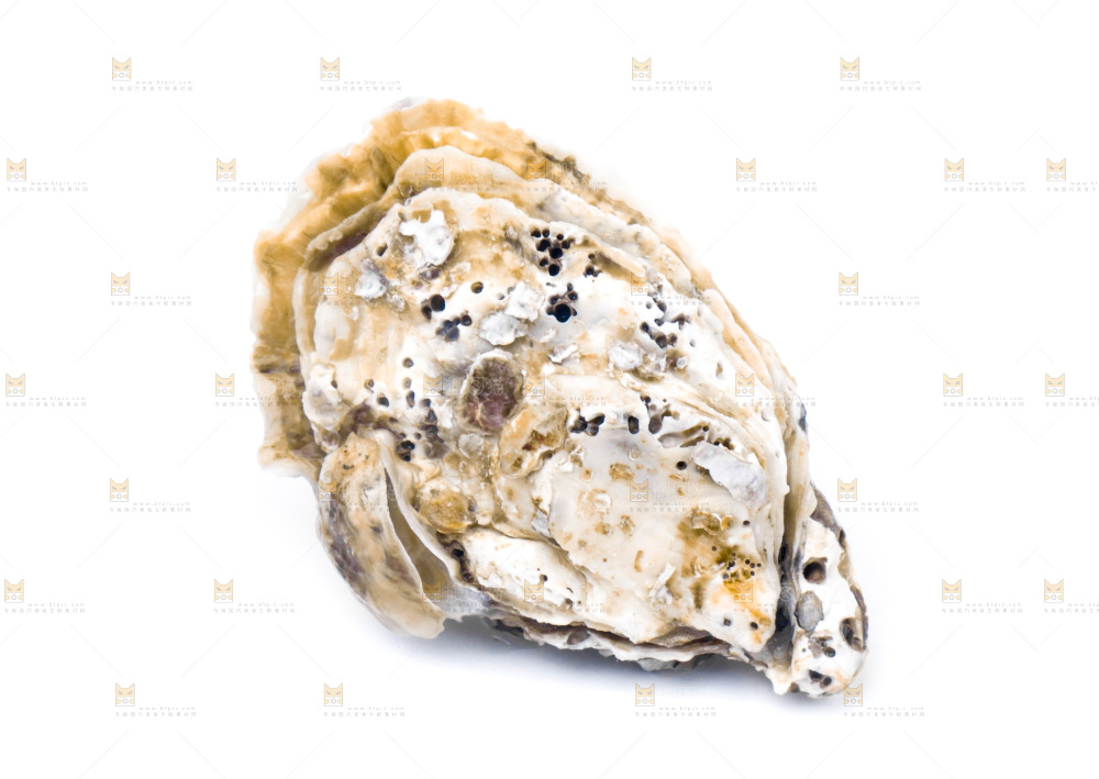 浅底上的海蛎子