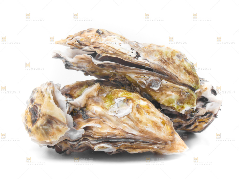 白底上放着海蛎子