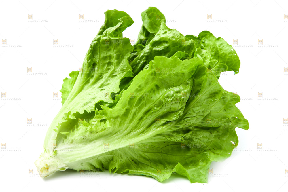 白底上的生菜