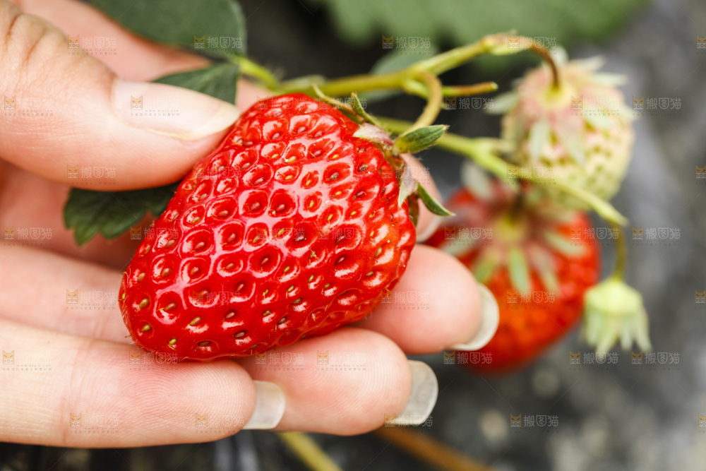 手拿草莓