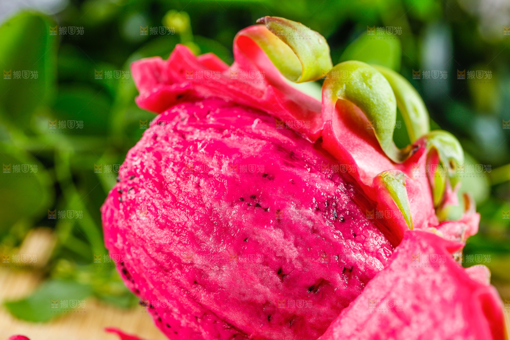 木底上放着海南红心火龙果