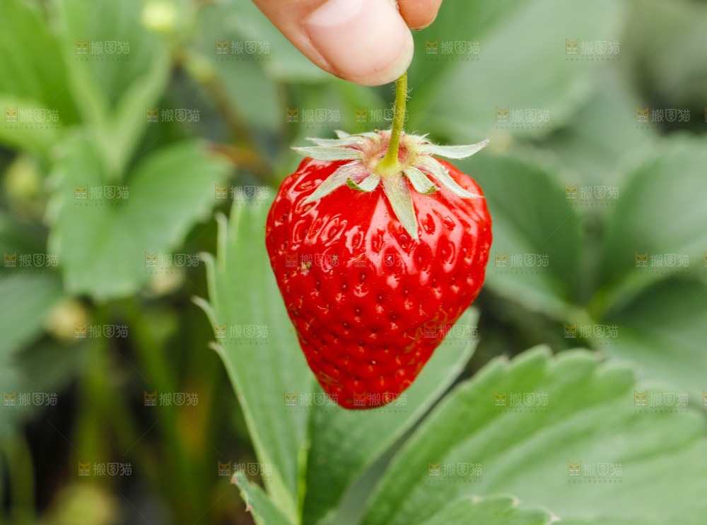 手拿草莓