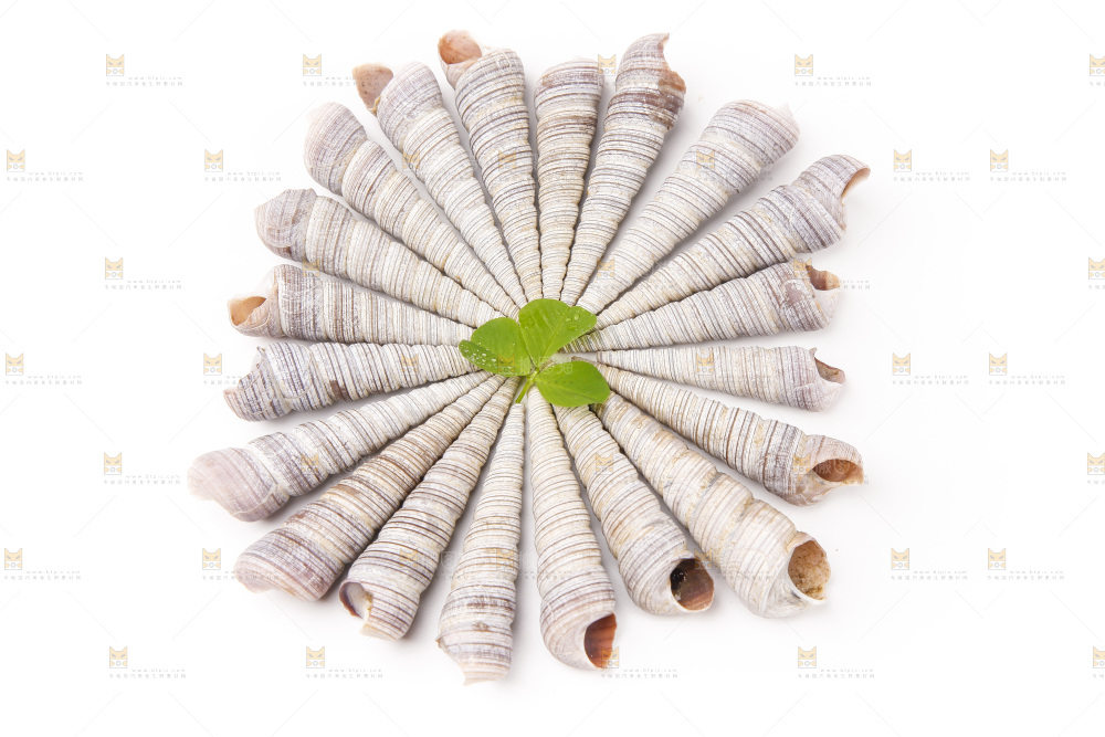 白底上的钉螺