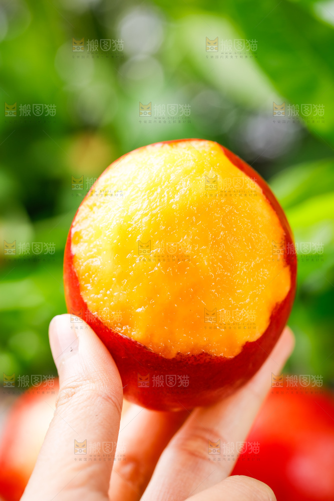 手拿黄心油桃