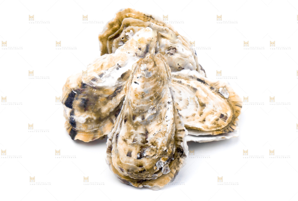 浅底上的海蛎子