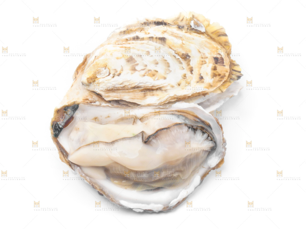 白底上放着海蛎子