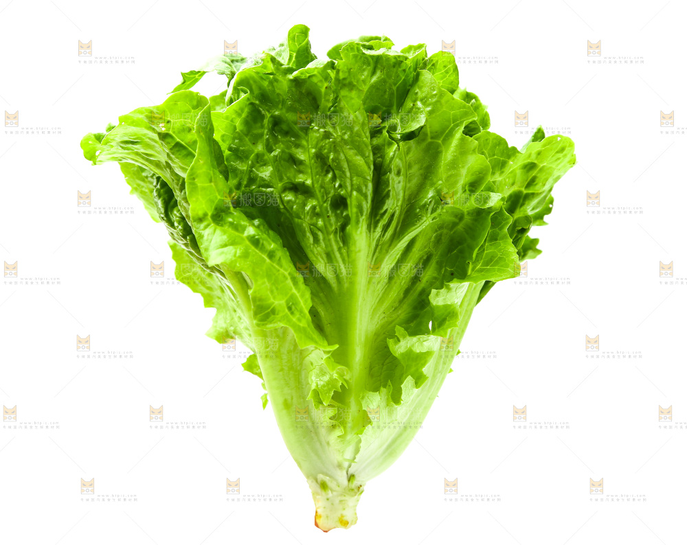 白底上的生菜
