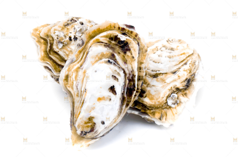 白底上的乳山生蚝
