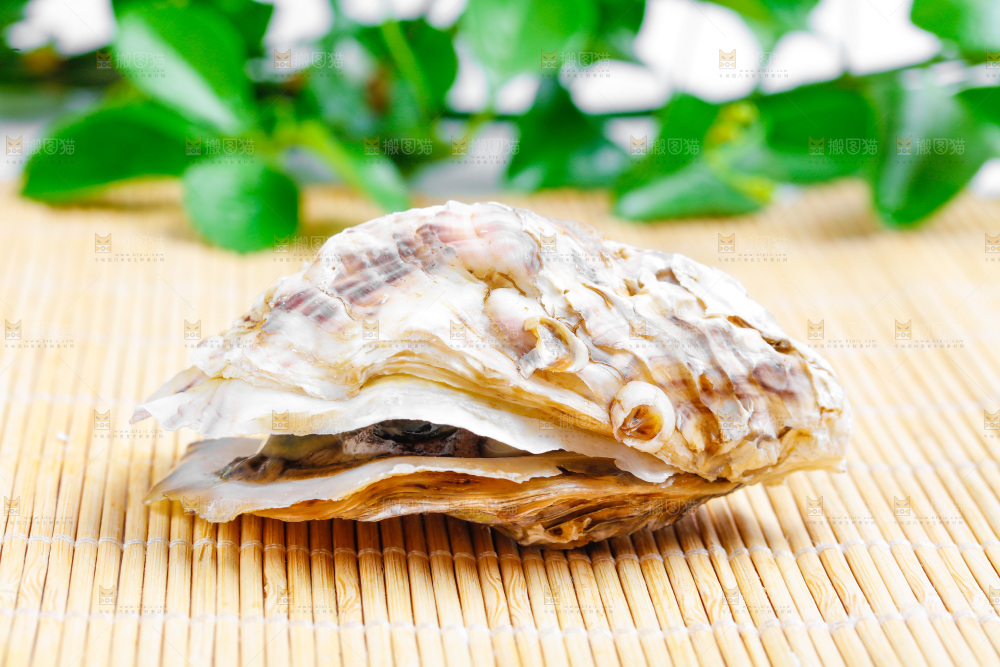 木底上放着乳山生蚝