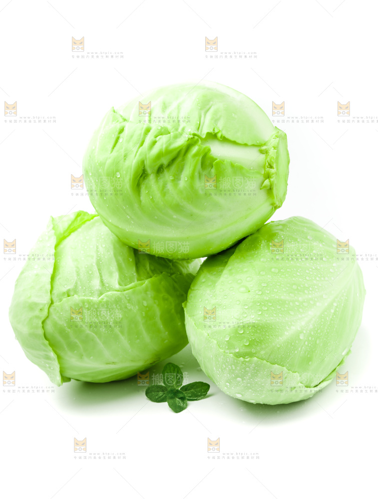 新鲜包菜放在白底上