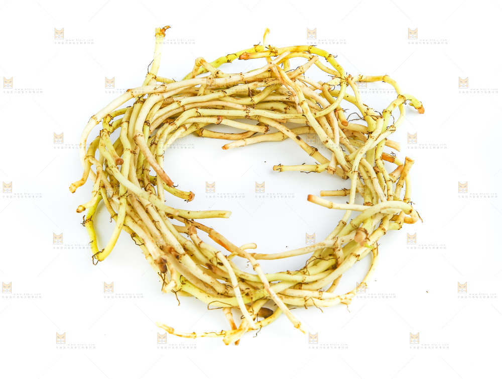 白底上的鱼腥草