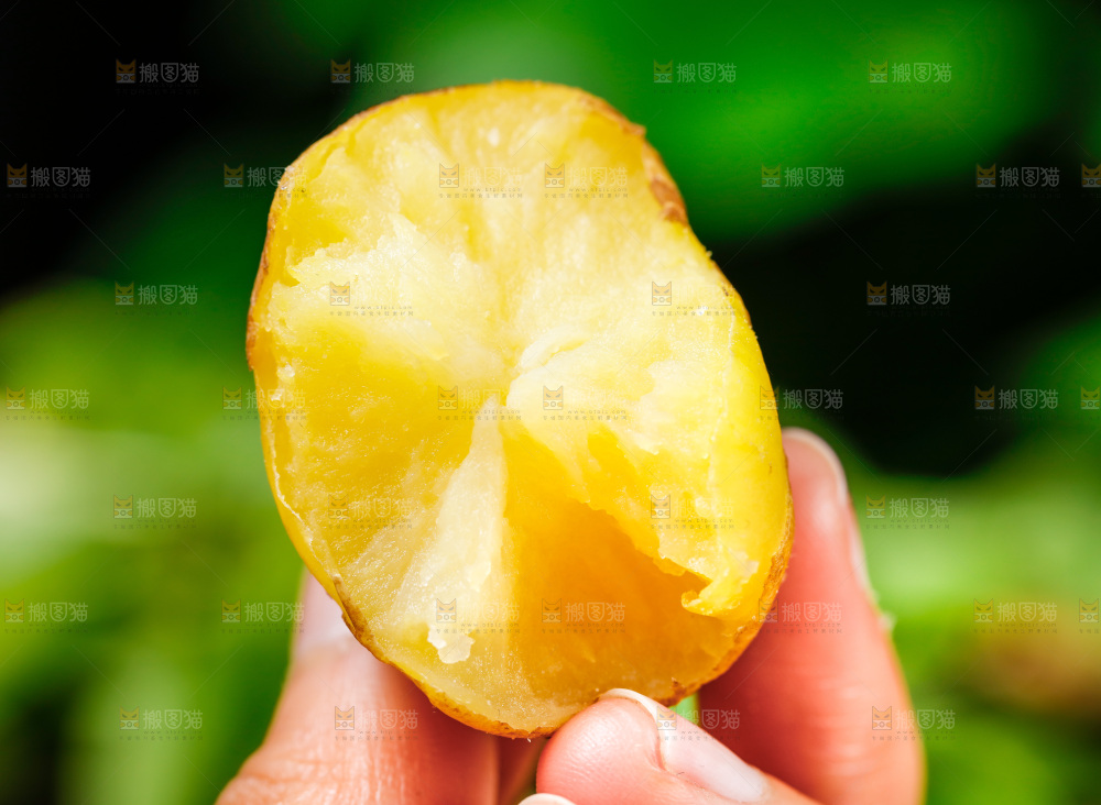 手拿黄心土豆