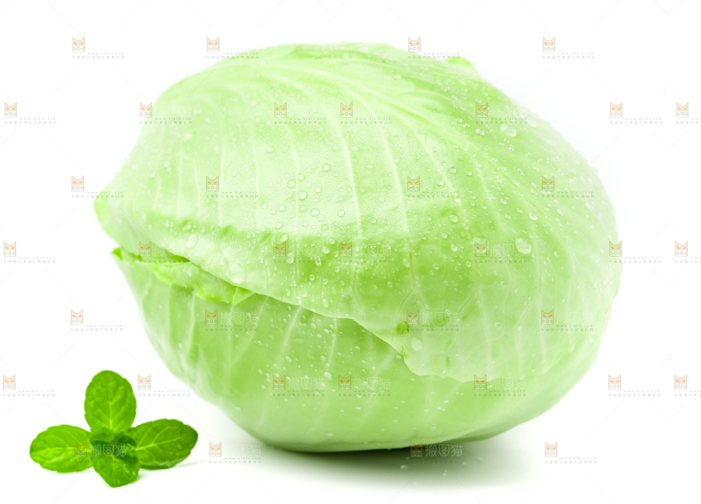 新鲜包菜放在白底上