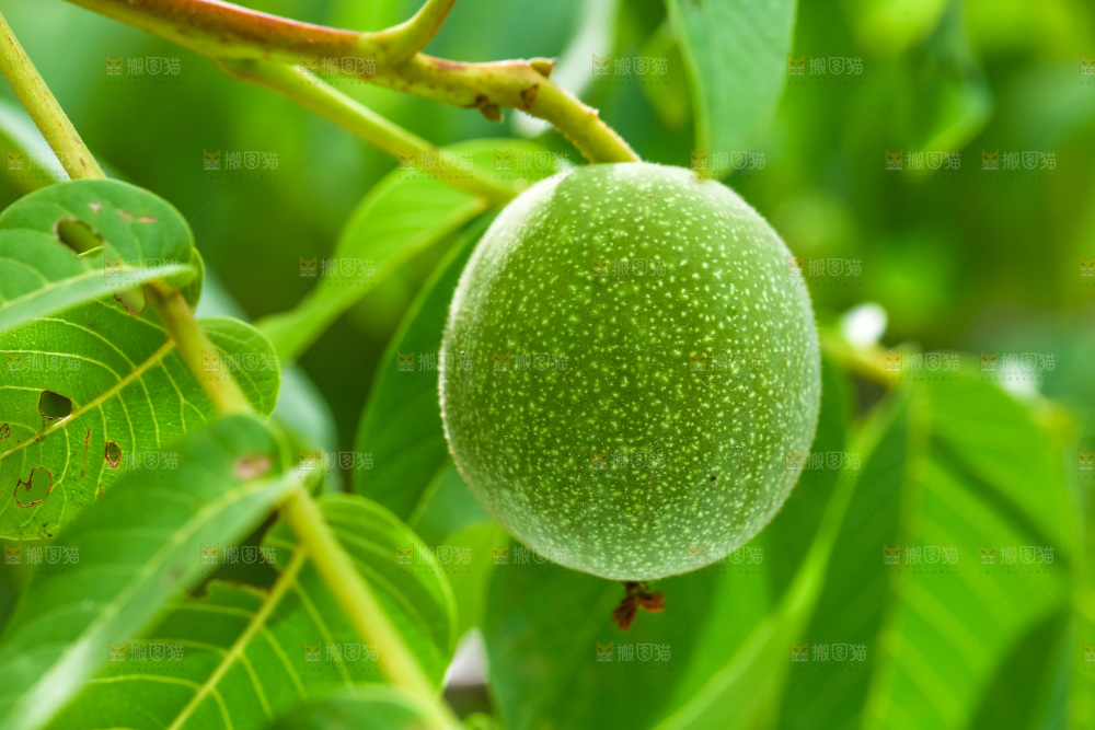 树枝上的新鲜核桃