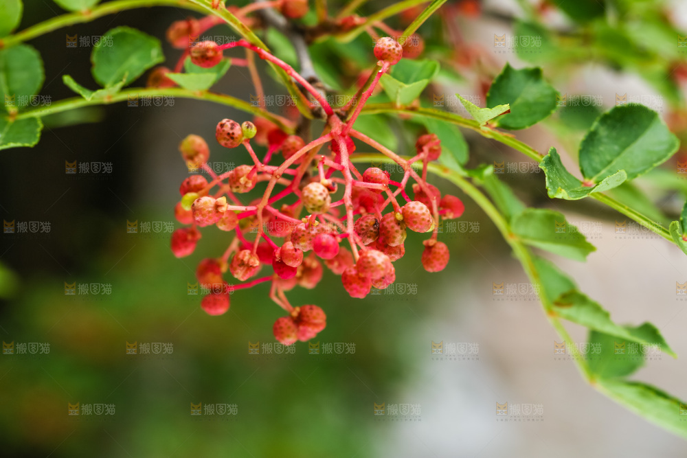 树枝上的红花椒