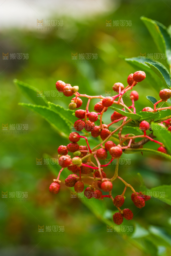 树枝上的红花椒