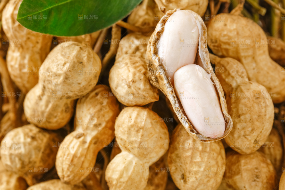 一堆新鲜带壳的花生