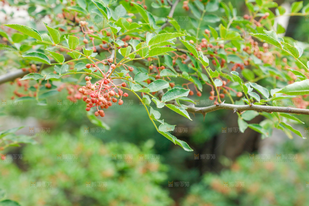 树枝上结的花椒