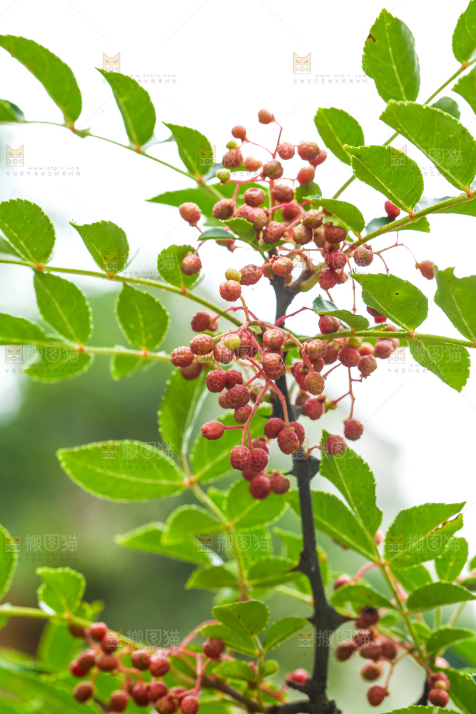 树枝上结的红花椒