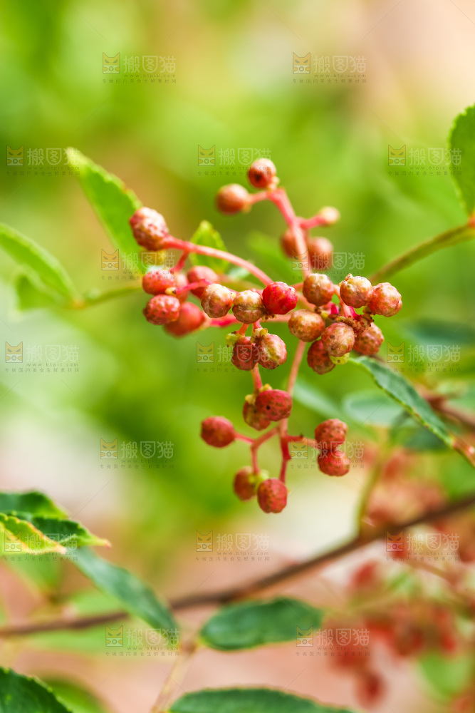 树枝上的花椒