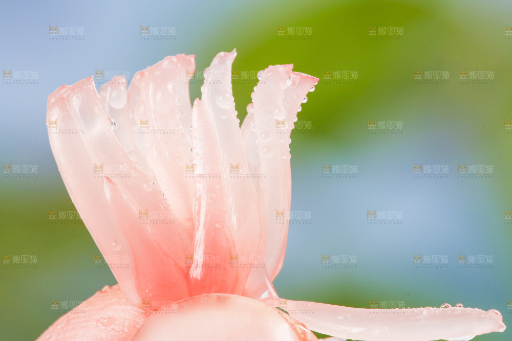 手上拿着红心柚子果肉