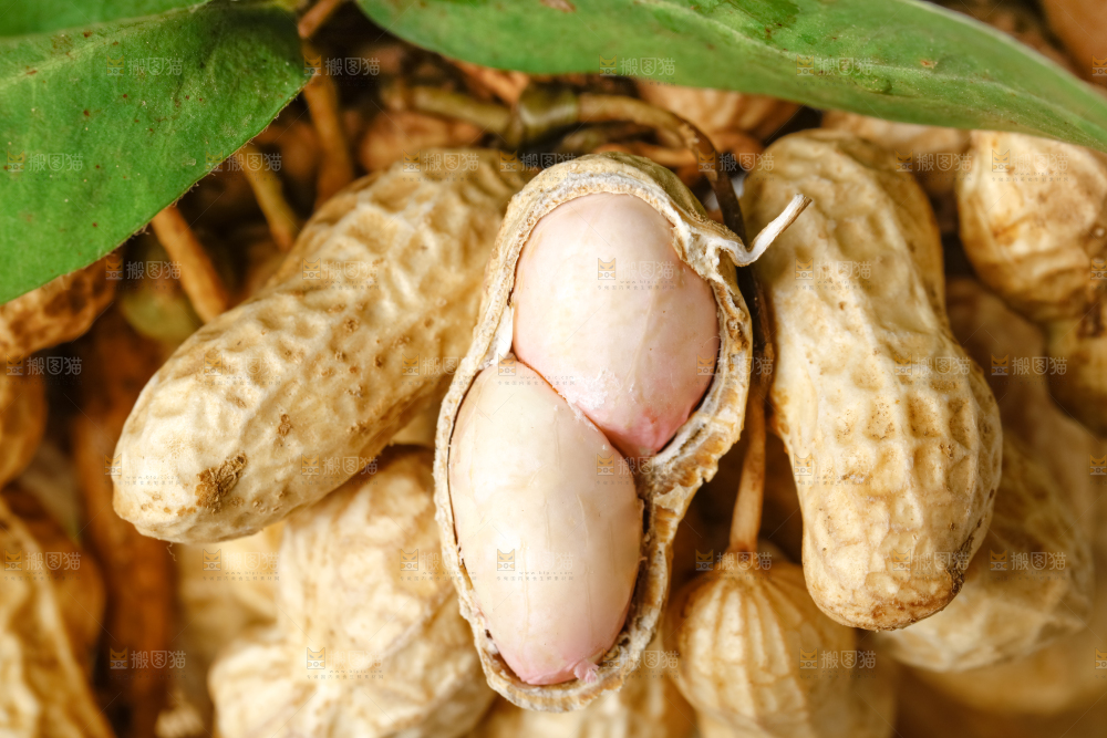 白底上的新鲜花生