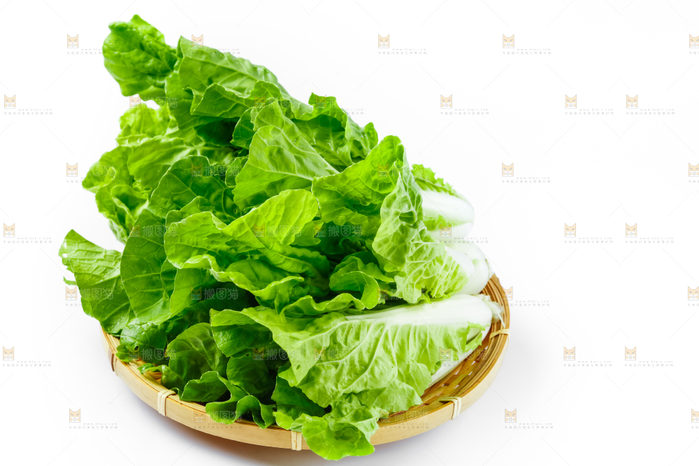 白底上的小白菜