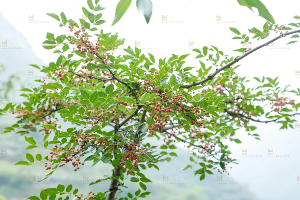树枝上结的花椒