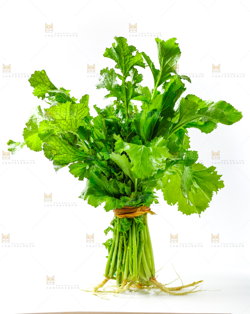 白底上的腊菜