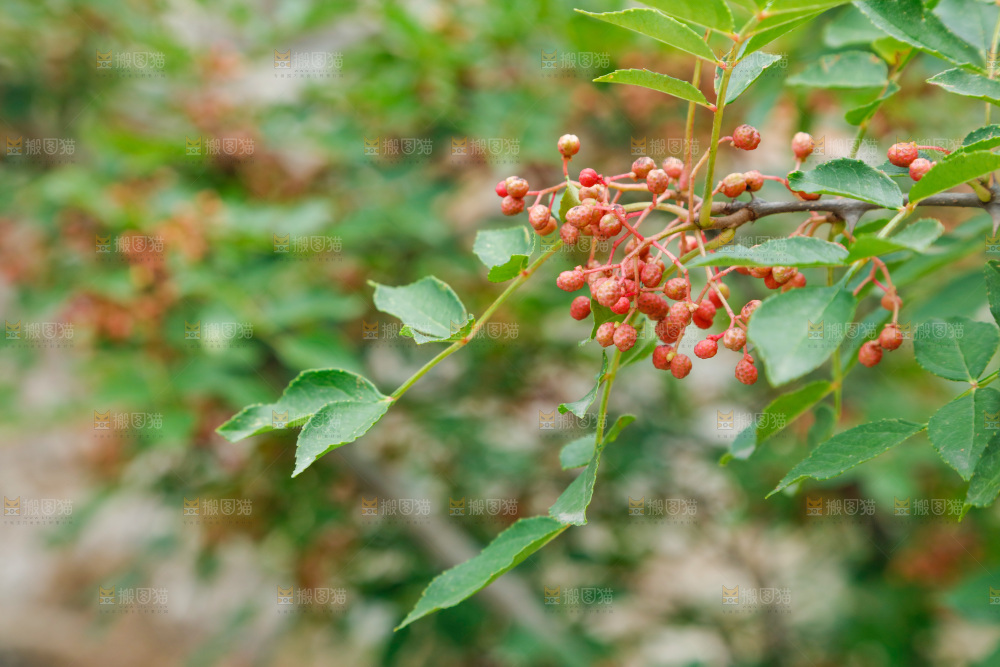 树枝上结的花椒