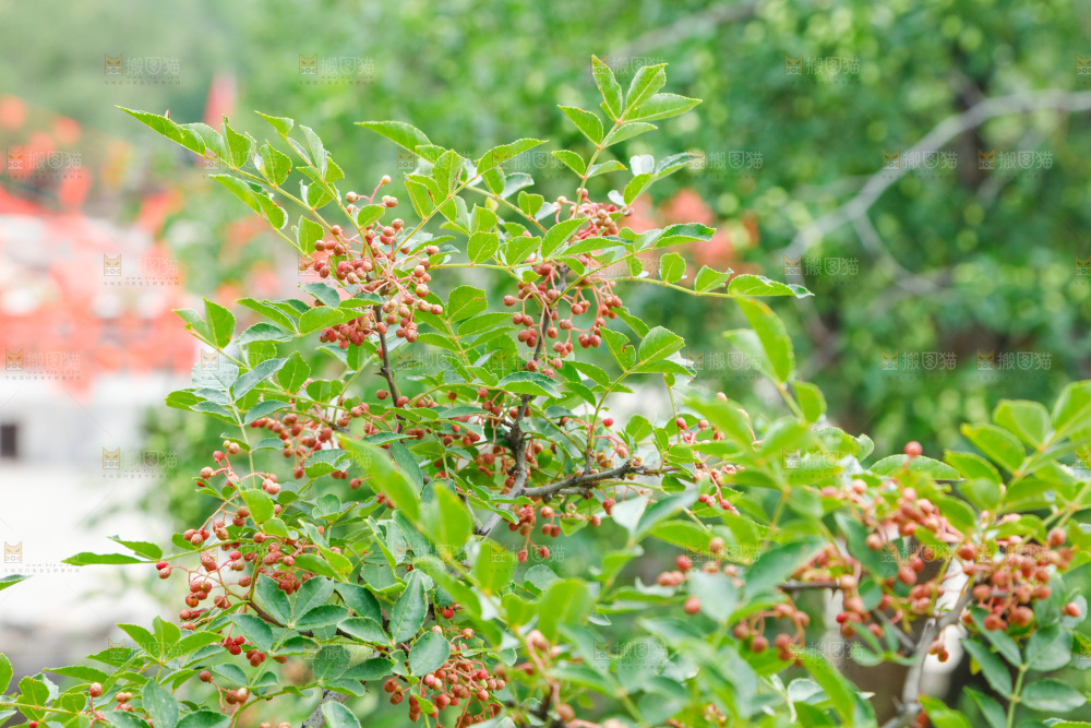 树枝上结的花椒