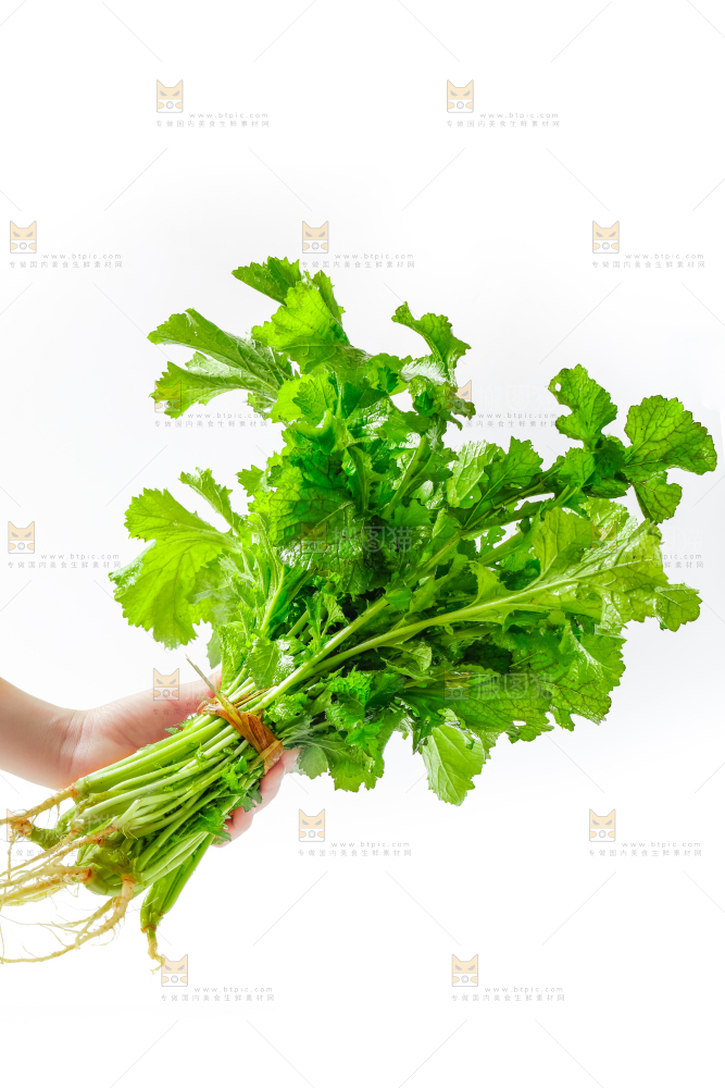 白底上的腊菜